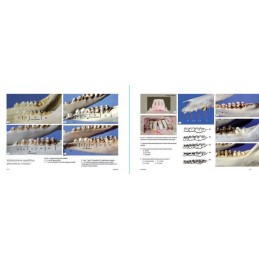 Ungulati: Capriolo, Cervo, Daino, Muflone e Cinghiale