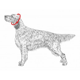 Collare in Cordino Personalizzato