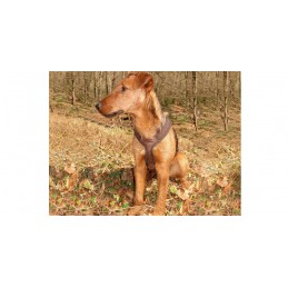 Pettorina Niggeloh Follow light