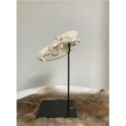 Supporto per trofeo di capriolo o camoscio