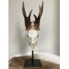 Supporto per trofeo di capriolo o camoscio
