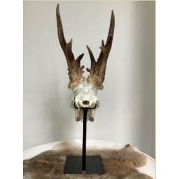 Supporto per trofeo di capriolo o camoscio