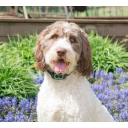 Collare anti abbaio PETSAFE