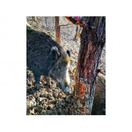 Catrame vegetale per cinghiali Black Fire - 6X Catrame vegetale per cinghiali Black Fire - 6X