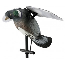 Colombaccio ali battenti Lucky Duck