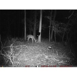 Fototrappola Scout Guard BG310-FP KIT