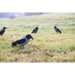 Stampo cornacchia floccato con ali chiuse