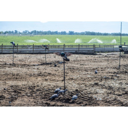 Colombaccio ali giregoli Lucky Duck - LUCKY PIGEON HD