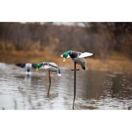 Germano ad ali rotanti Lucky Duck Lucky HD