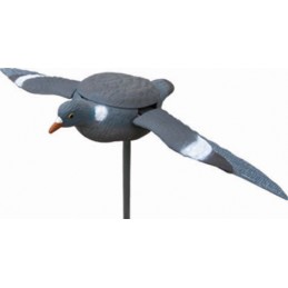 Colombaccio ali battenti