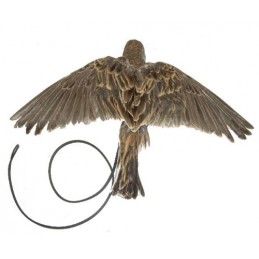 Allodola ali battenti in piuma