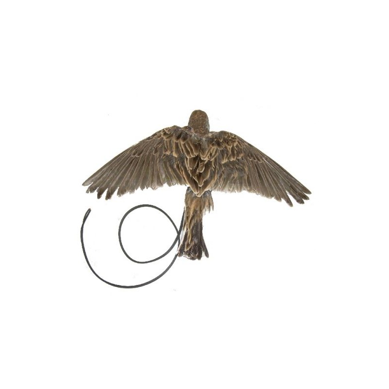 Allodola ali battenti in piuma