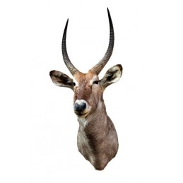 Trofeo di Waterbock tassidermizzato