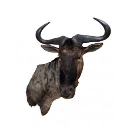 Trofeo di Blue Wildebeest "Gnu striato" tassidermizzato