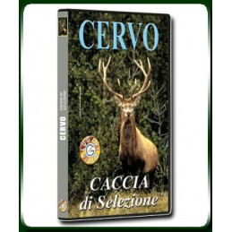 CERVO CACCIA DI SELEZIONE