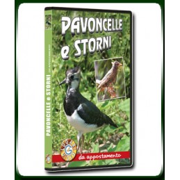 PAVONCELLE e STORNI da appostamento