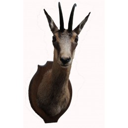 Trofeo di camoscio tassidermizzato