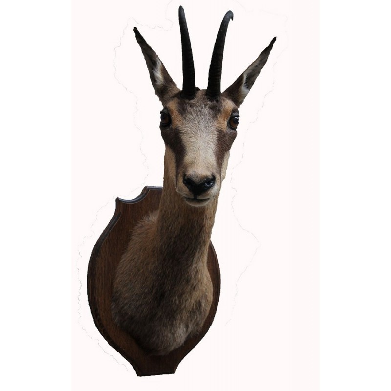 Trofeo di camoscio tassidermizzato