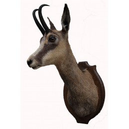 Trofeo di camoscio tassidermizzato
