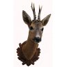 Trofeo di capriolo 01 tassidermizzato