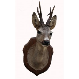 Trofeo di capriolo 02 tassidermizzato