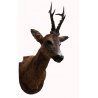 Trofeo di capriolo 03 tassidermizzato