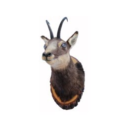 Trofeo di camoscio tassidermizzato