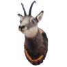 Trofeo di camoscio tassidermizzato 