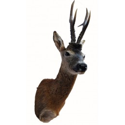 Capriolo tassidermizzato medaglia