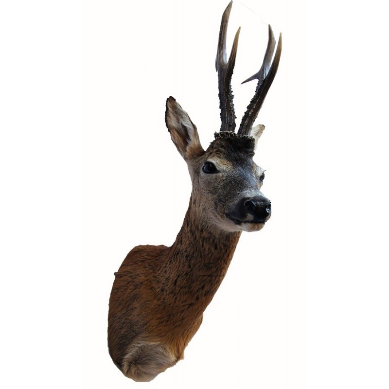 Capriolo tassidermizzato medaglia