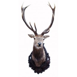 Trofeo di cervo tassidermizzato 02