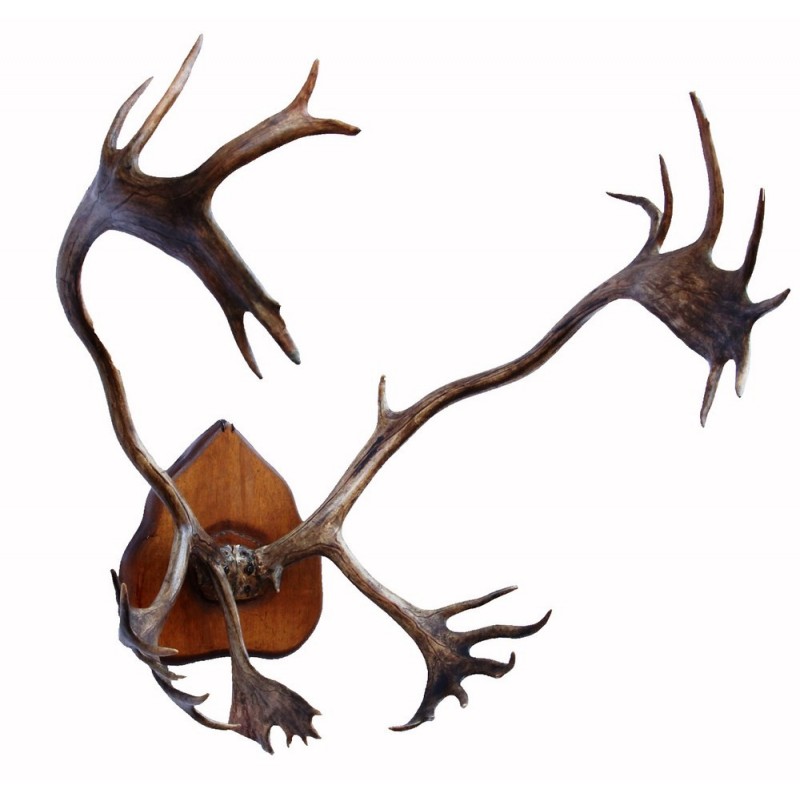 Antico trofeo di Caribou