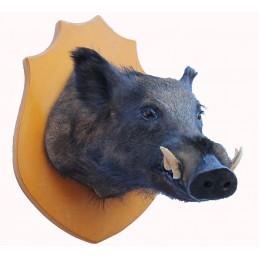 Grande trofeo di cinghiale tassidermizzato