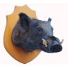Grande trofeo di cinghiale tassidermizzato
