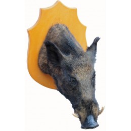Grande trofeo di cinghiale tassidermizzato
