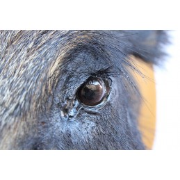 Grande trofeo di cinghiale tassidermizzato