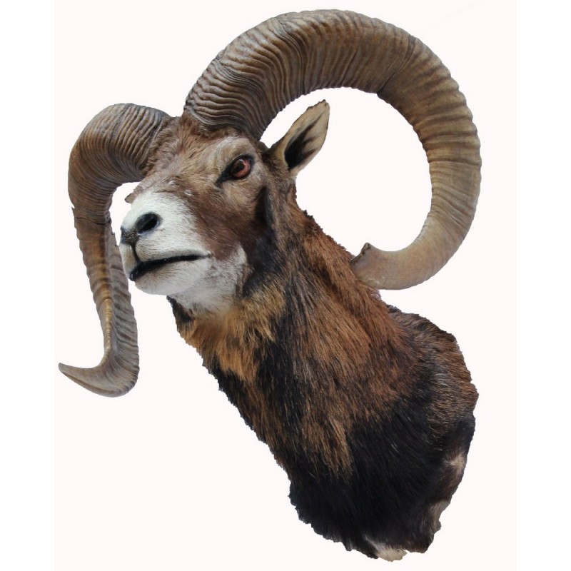 Trofeo di muflone tassidermizzato