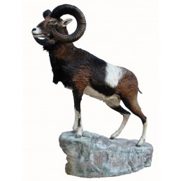 Muflone tassidermizzato intero