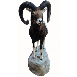 Muflone tassidermizzato intero