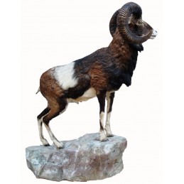 Muflone tassidermizzato intero