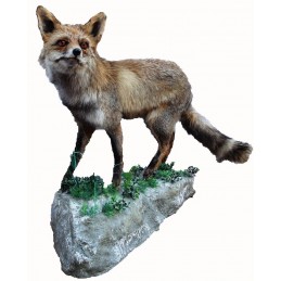 Volpe tassidermizzata 02