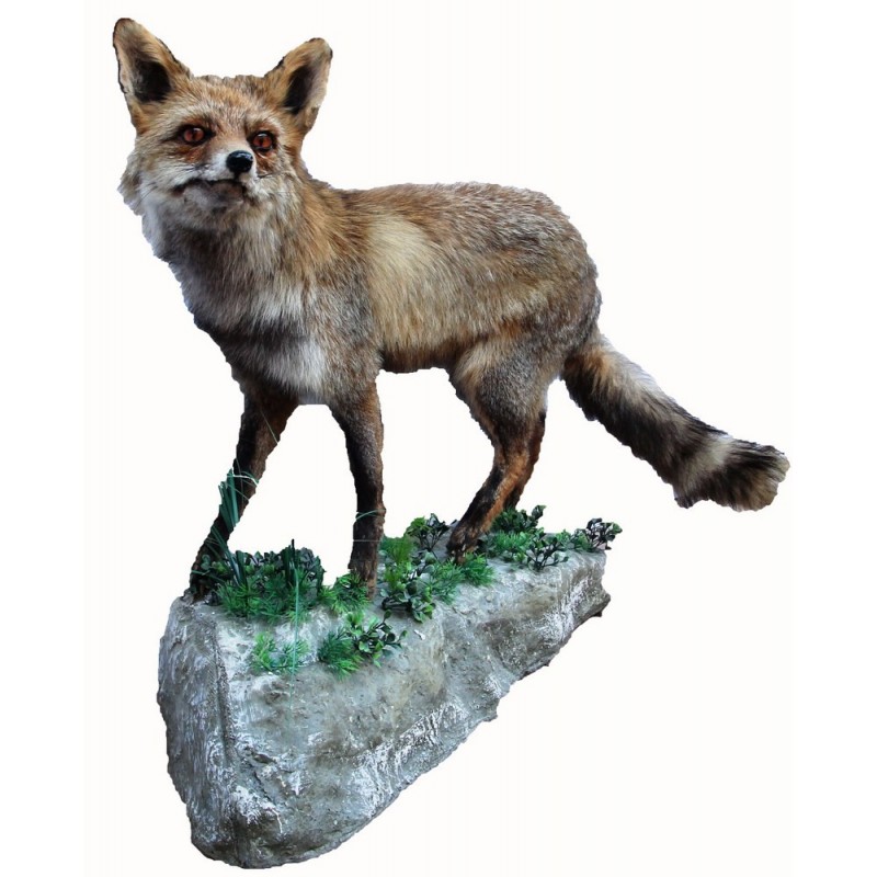 Volpe tassidermizzata 02