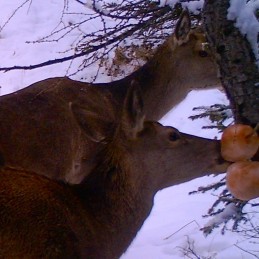 Sale rosa in blocco 2.5 kg