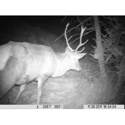 Sale rosa in blocco 2.5 kg