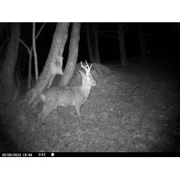 Trophy Sacco - sale 2 kg Trophy Sacco - sale 2 kg