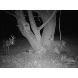 Trophy Sacco - sale 2 kg Trophy Sacco - sale 2 kg