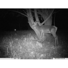 Trophy Sacco - sale 2 kg Trophy Sacco - sale 2 kg