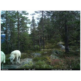 Fototrappola Boskon Guard BG 520 MMS