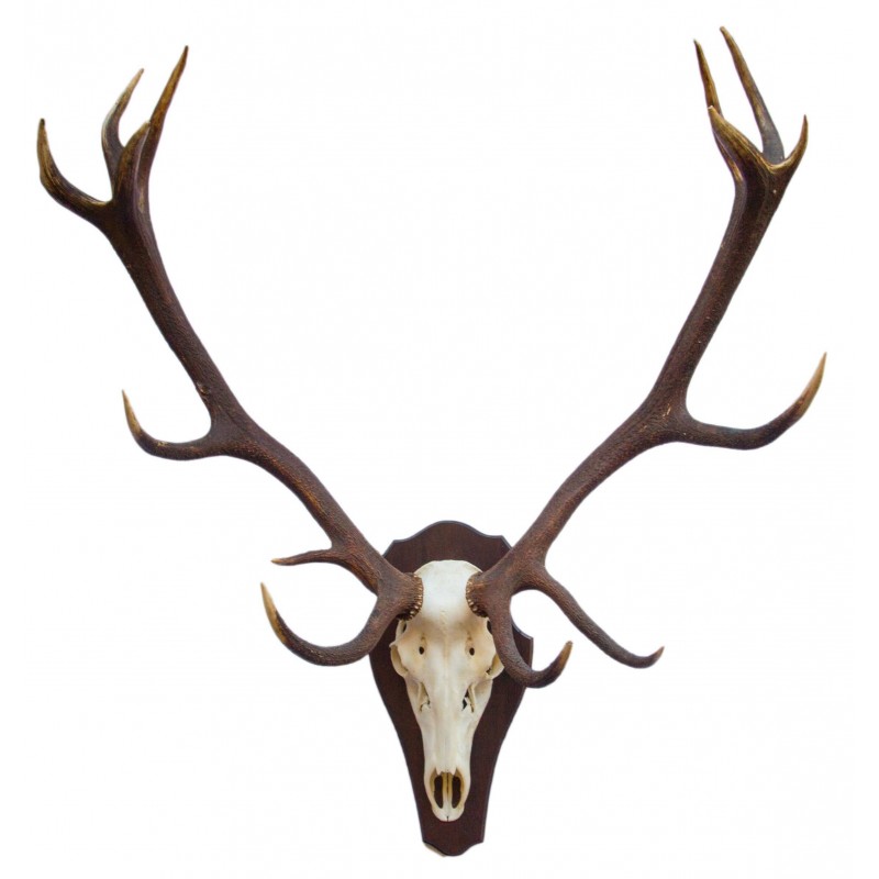 Trofeo di cervo medaglia kg 10