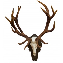 Trofeo di cervo medaglia kg 11,2